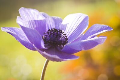 Keywords: spring,flower