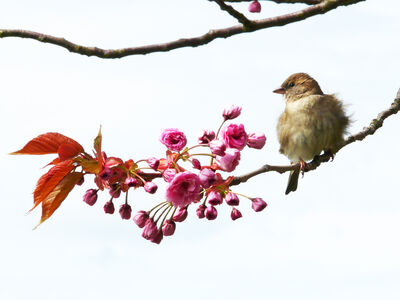 bird-52132_1920
Keywords: cherry blossoms,flowers,bird