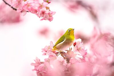 bird-7082154_1920
Keywords: cherry blossoms,flowers,bird