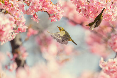 birds-7839371_1920b
Keywords: cherry blossoms,flowers,bird