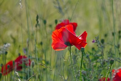 Keywords: spring,flower