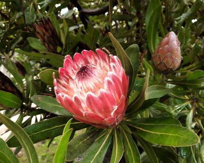 brenda_flower
Keywords: red protea flower