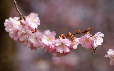 cherry-blossom-3285200_1920
Keywords: cherry blossoms,flowers