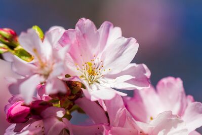 cherry-blossom-4956038_1920
Keywords: cherry blossoms,flowers