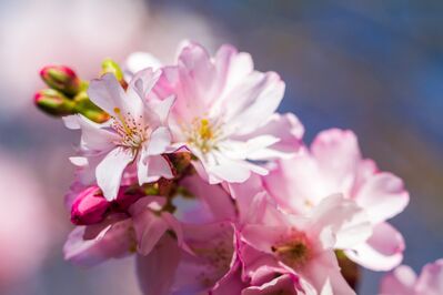 cherry-blossom-4956040_1920
Keywords: cherry blossoms,flowers