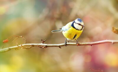 Keywords: spring,bird,branch