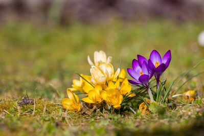 Keywords: spring,flower