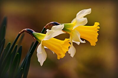 daffodil-4872717_1920
