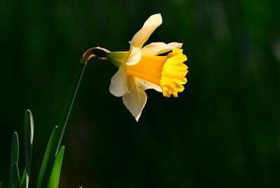 daffodil-4894273_1920
