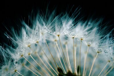 dandelion-6767804_1920
