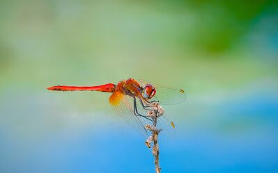 Keywords: dragonfly