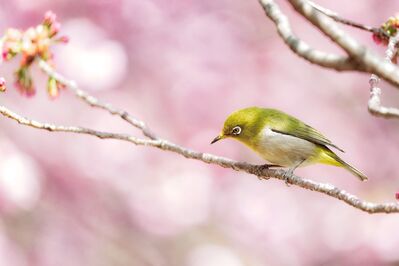 eye-6178082_1920
Keywords: cherry blossoms,flowers,bird