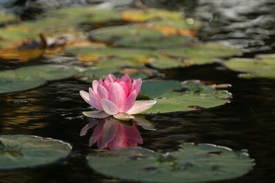 flower-1845520_1920
Keywords: waterlily