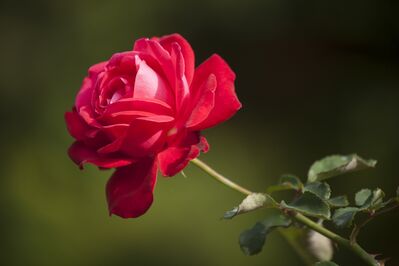 Keywords: spring,flower