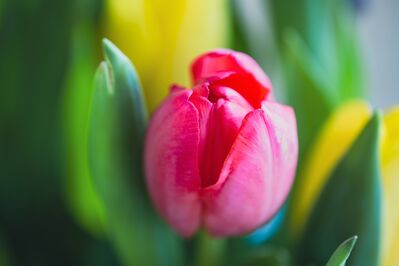 Keywords: tulip