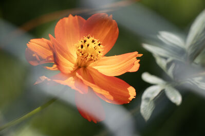 flower_orange
