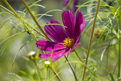 flower_purple5
