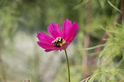 flower_purple_bee
