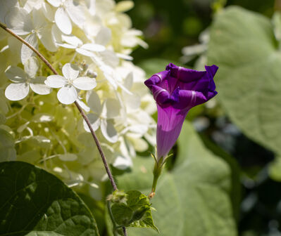 flower_purple_white
