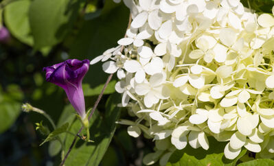 flower_purple_white2
