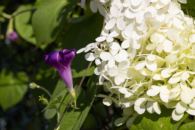 flower_purple_white3
