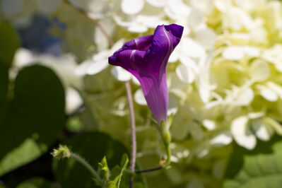 flower_purple_white4
