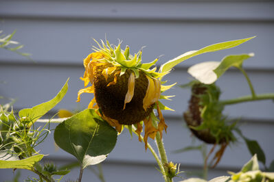 flower_sunflower1
