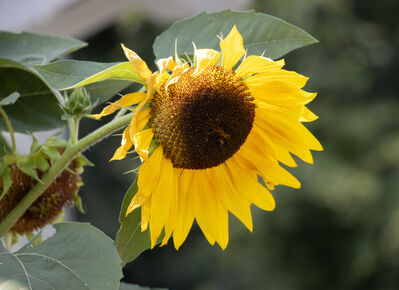 flower_sunflower2
