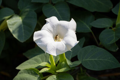 flower_white2
