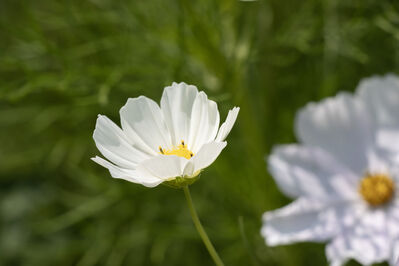 flower_white4
