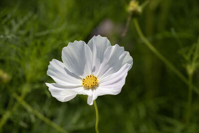 flower_white5
