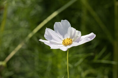 flower_white7
