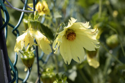 flower_yellow1
