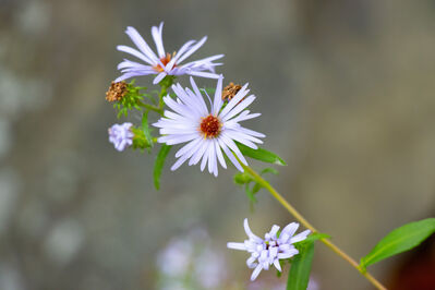 flowers_white
