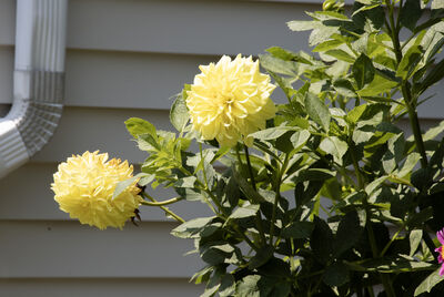 flowers_yellow
