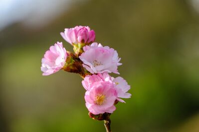 hd-wallpaper-4891806_1920
Keywords: cherry blossoms,flowers