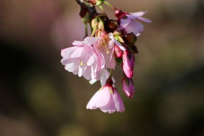 higan-cherry-7816265_1920
Keywords: cherry blossoms,flowers