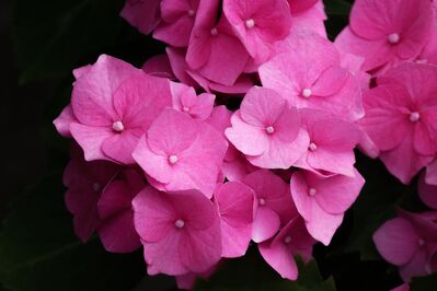 hydrangeas-6809751_1920
