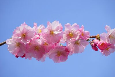 japanese-cherry-324187_1920
Keywords: cherry blossoms,flowers