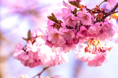 japanese-cherry-blossom-1835900
Keywords: cherry blossoms,flowers