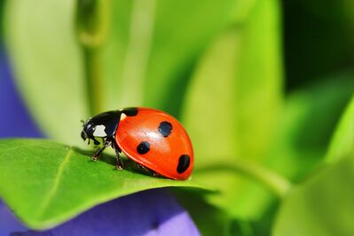 Keywords: spring,flower