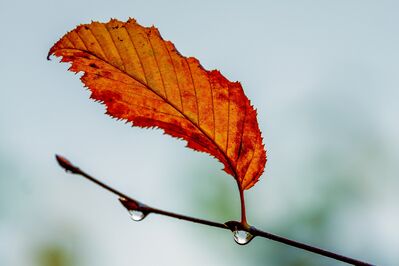 leaf-waterdrops
