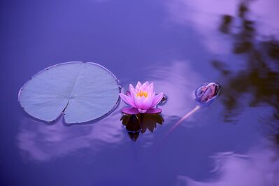 lotus-1205631_1920
Keywords: waterlily,flower