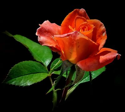 orange-rose-404364_1920
