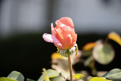 peonies_bud
