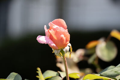 peonies_bud2
