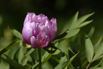 Keywords: spring,flower