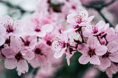 pexels-brett-sayles-992734
Keywords: cherry blossoms,flowers