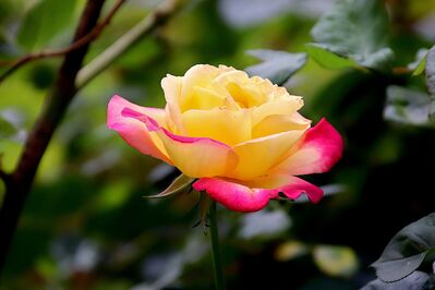 Keywords: spring,flower