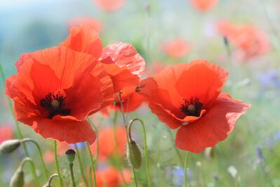 Keywords: poppy,flower